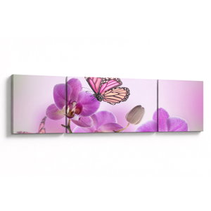 Obraz - Motýl na květech orchideje, lila (V024625V17050)