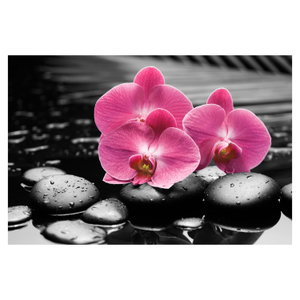 Obraz - Růžové orchideje (6)