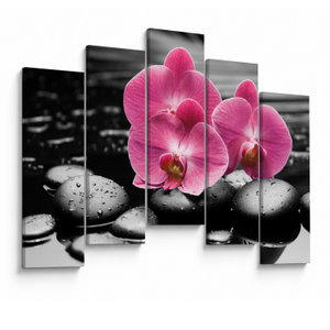 Obraz - Růžové orchideje (V024680V12590)