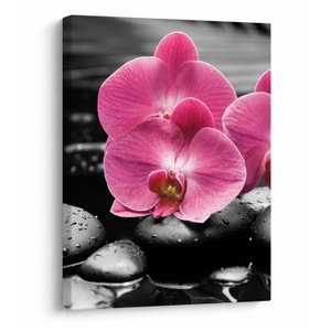 Obraz - Růžové orchideje (V024680V3040)