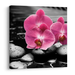 Obraz - Růžové orchideje (V024680V4040)