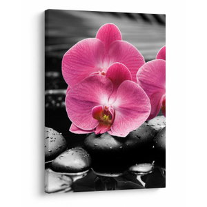 Obraz - Růžové orchideje (V024680V5070)