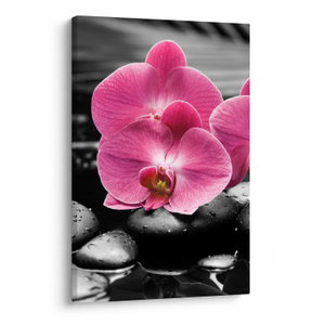 Obraz - Růžové orchideje (V024680V6090)