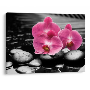 Obraz - Růžové orchideje (V024680V7050)