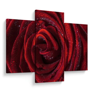 Kép - Vörös rózsa harmatcseppekkel (V024690V90603PCS)
