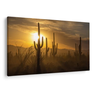 Kép - Saguaro kaktuszok