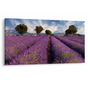 Obraz - Levandulové pole a hory (V025127V12070)
