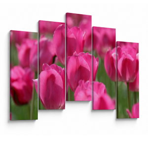 Kép - Rózsaszín tulipánok
