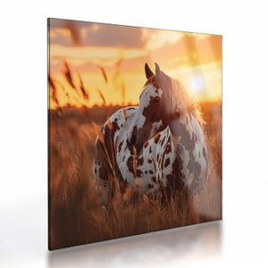 Glasschilderij - Paard bij zonsondergang