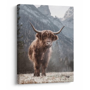 Slika - Highlander krava