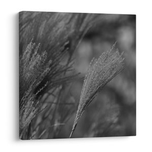 Schilderij - Gedroogd pampagras
