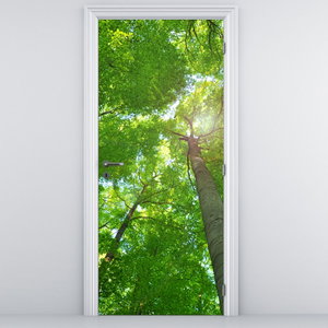 Fototapeta na dveře - Les