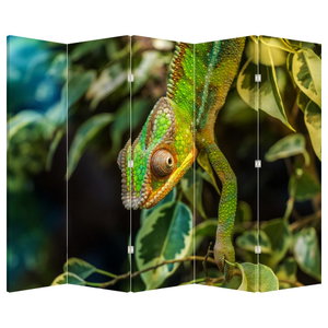 Paraván - Chameleon