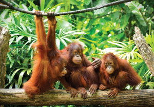 Fototapeta - Orangutani v džungli