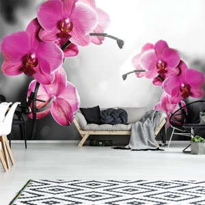 Fototapeta - Orchideje