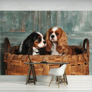 Foto tapeta - King Charles Spaniel