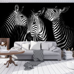 Fototapeta - Zebra