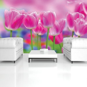 Fototapeta - Tulipány