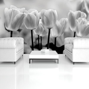 Fototapeta - Tulipány