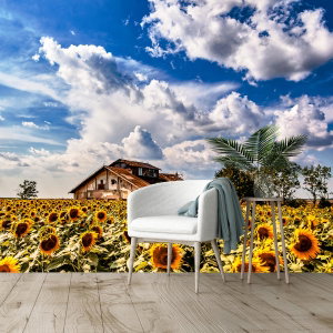 Fototapeta - Chatrč ve slunečnicovém poli