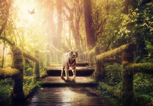 Fotobehang - Witte tijger in de jungle (2)