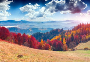 Fotobehang - Herfstbossen (2)