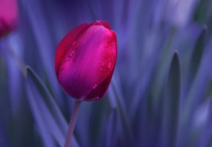 Samolepicí tapeta – Tulipán (2)