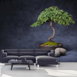 Fototapete - Bonsai