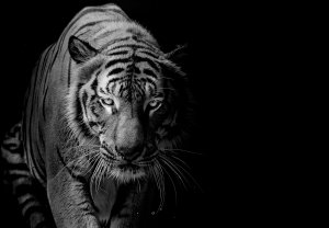 Fotobehang - Tijger (2)