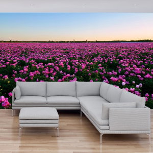 Fototapeta - Louka fialových tulipánů
