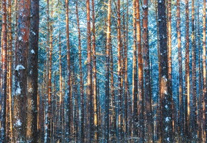 Fotobehang - Winterbos (2)