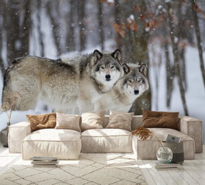 Fotobehang - Wolven in de winter