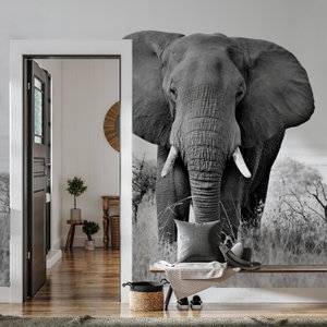 Fotobehang - Afrikaanse olifant (2)