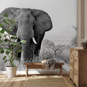 Fotobehang - Afrikaanse olifant (3)