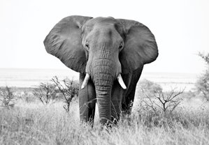 Fotobehang - Afrikaanse olifant (4)